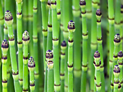 Хвощ японский (Equisetum japonicum )
