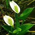 Белокрыльник болотный (Calla palustris)