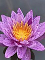 Amethyst crystal