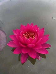 Tan Khwan