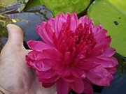 Fushia Pom Pom(Фуксия Пом Пом)