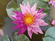 Painted Star(ISG)
