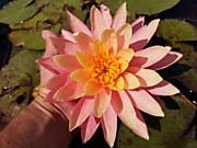 SUN FAIR(Солнечный огонь)