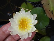 Tetragona(мини)