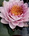 Siam Rose Siam Rose