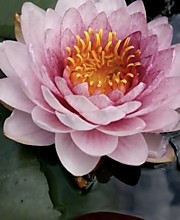 Siam Rose