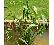 Sagittaria japonica "Flore Pleno"