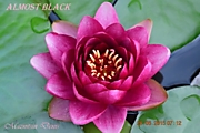 Almost Black