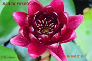 Black Princess Black Princess