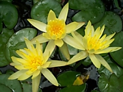 Sulphurea