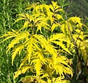 Plumosa Aurea