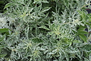 Pulverulanta