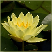 Marliacea Chromatella