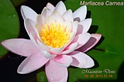 Marliacea Carnea