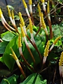Orontium_aquaticum_inflorescence Orontium_aquaticum_inflorescence
