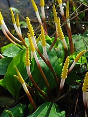 Orontium_aquaticum_inflorescence