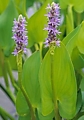Понтедерия сердцелистнаяPONTEDERIA cordata Понтедерия сердцелистнаяPONTEDERIA cordata