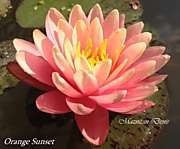 Perry´s Orange Sunset