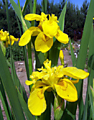 Ирис болотный махровый Flore Pleno Ирис болотный махровый Flore Pleno