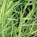 Тростник южный обыкновенный PHRAGMITES australis Variegata Тростник южный обыкновенный PHRAGMITES australis Variegata